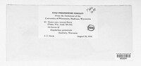 Ramularia dispar image